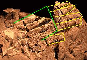 Fossilhand